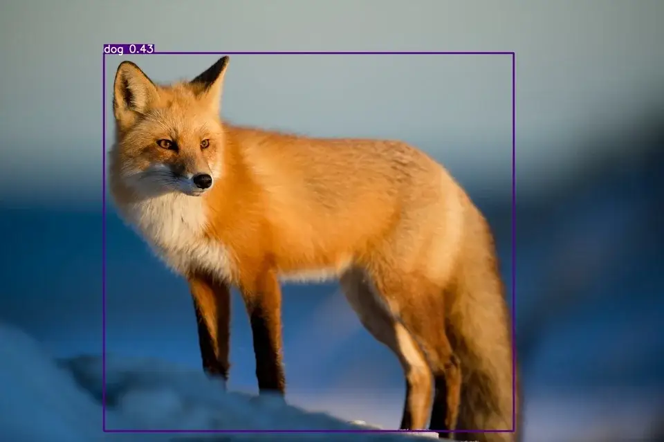 Output image for the fox image with a confidence threshold of 0.35